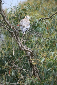 kite in tree